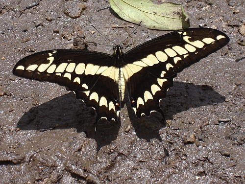 Thoas swallowtail, Papilio (Heraclides) thoas autocles, dorsal.
