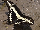 Thoas swallowtail, Papilio (Heraclides) thoas autocles, dorsal