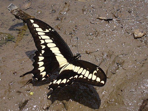 Thoas swallowtail, Papilio (Heraclides) thoas autocles, dorsal.