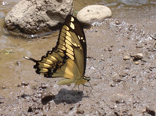 Thoas swallowtail, Papilio (Heraclides) thoas autocles, ventral.