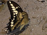 Thoas swallowtail, Papilio (Heraclides) thoas autocles, ventral
