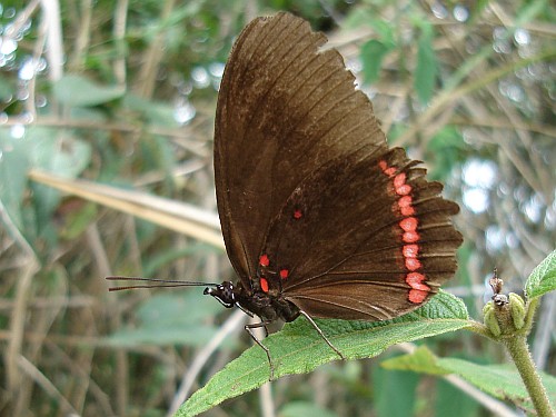 Biblis hyperia aganisa (Red Rim), ventral view.