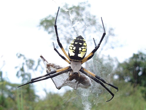 Black-and-yellow Argiope (Argiope aurantia).