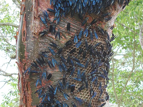 Blue wasps working on their nest.