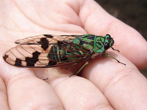 Cicada on Esme's hand (side view).
