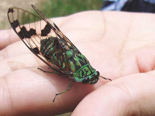 Cicada on Esme's hand.