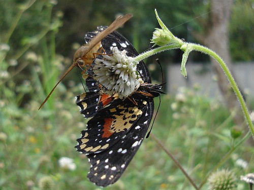 Crimson-patch Checkerspot (Chlosyne j. janais) sharing a flower with another butterfly.