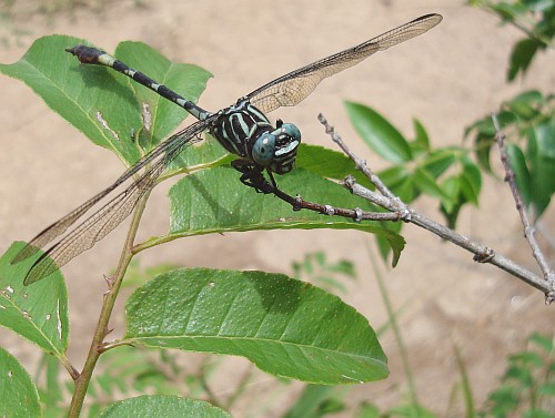 Dragonfly resting.