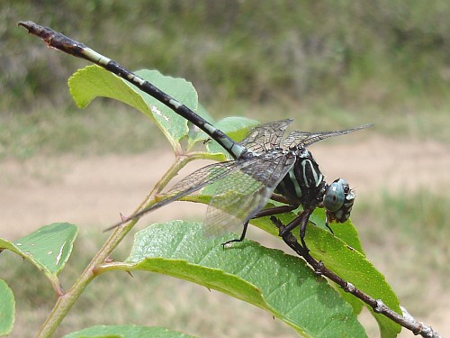 Dragonfly resting, side view.