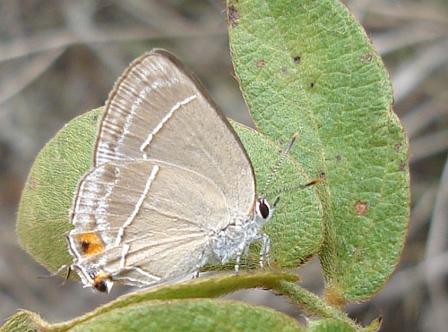 Hairstreak butterfly resting.