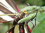 Close-up of a Zebra Longwing (Heliconius charithonia vazquezae) laying eggs