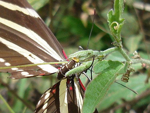 Close-up of a Zebra Longwing (Heliconius charithonia vazquezae) laying eggs.