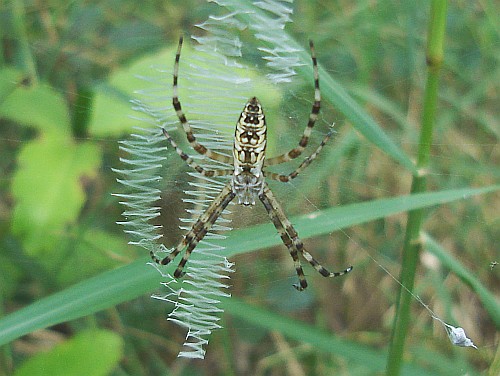 Juvenile Argiope species.