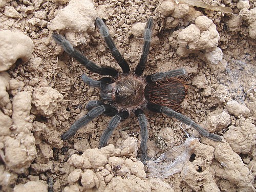 Juvenile Brachypelma vagans (Mexican Red-rump tarantula) in burrow.