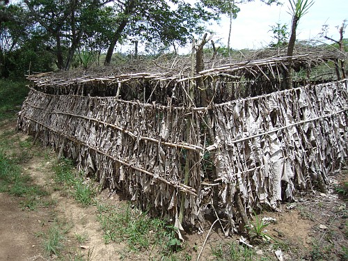 A nursery for coffee plants.