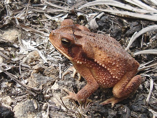 Orange-brown colored toad.