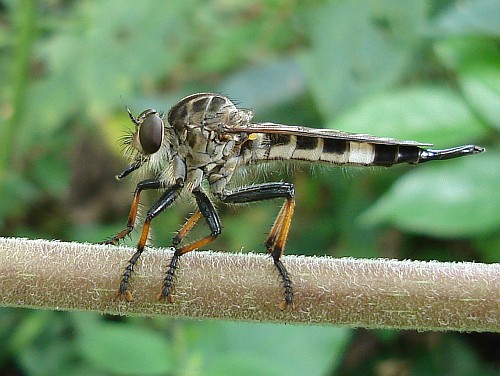 A robber fly (family Asilidae) resting.