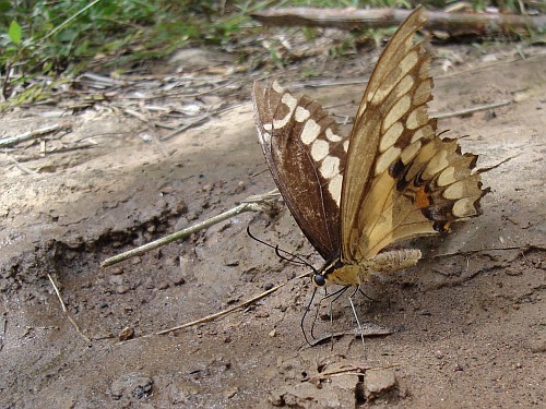 Thoas swallowtail, Papilio (Heraclides) thoas autocles, ventral.