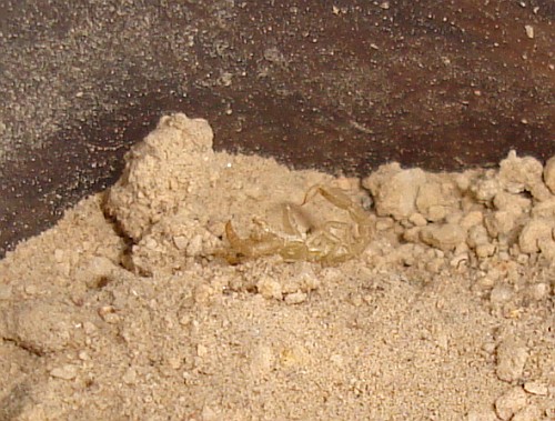The cast off exoskeleton (exuvia) of the tiny scorpion resting on the sand.