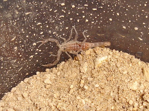 The small scorpion a few hours after molting.