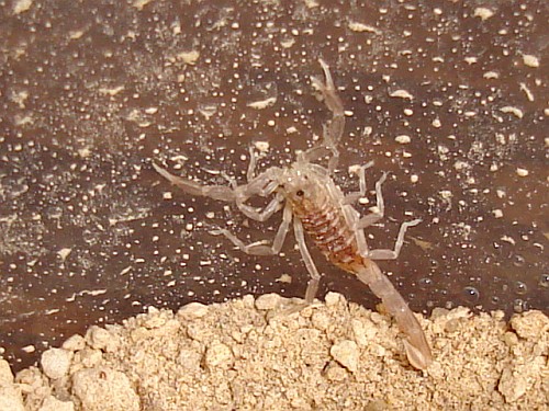 The small scorpion a few hours after molting.