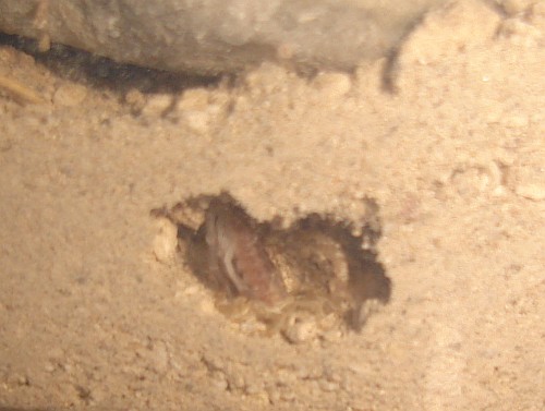 Small scorpion molting in its burrow.