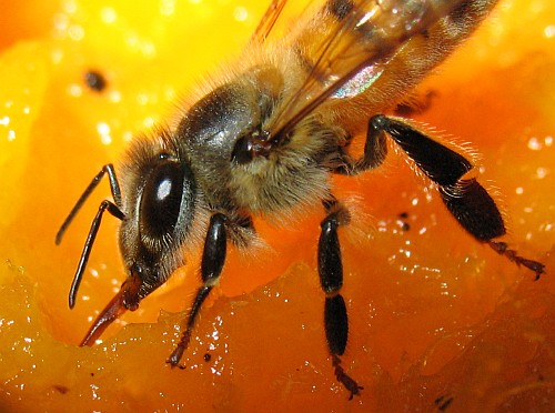 Close-up of a bee eating mango fruit.