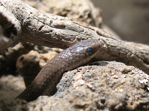 Close-up of a Tolucan ground snake (Conopsis lineata) about to shed.