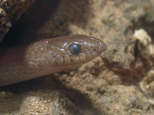 Close-up of a Tolucan ground snake (Conopsis lineata) about to shed.