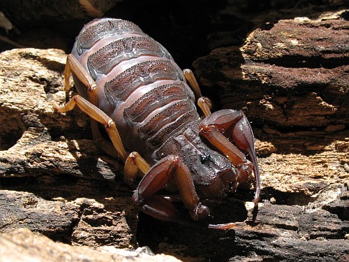 Centruroides gracilis female, basking.