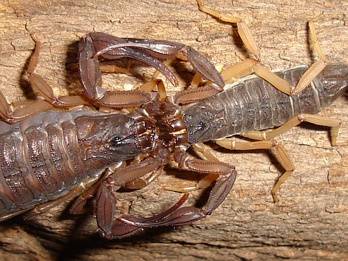 Centruroides gracilis mating dance.