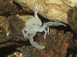 Newly born scorpion (Diplocentrus melici)