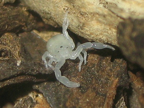 Newly born scorpion (Diplocentrus melici).