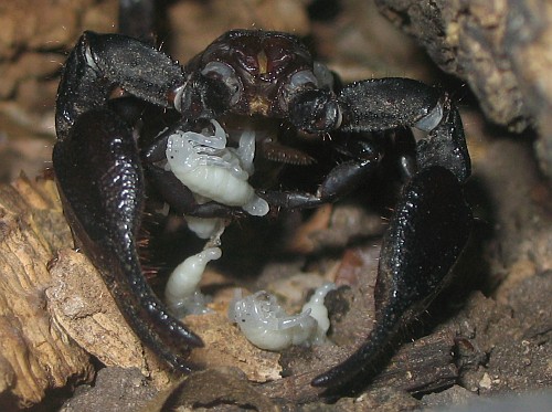 A scorpion giving birth