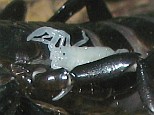 Scorpion giving birth (Diplocentrus melici, Veracruz)