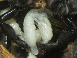 Frontal view of a scorpion giving birth