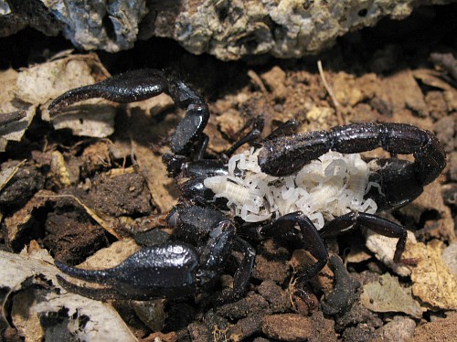 Diplocentrus melici scorpion, mother with babies on her back.