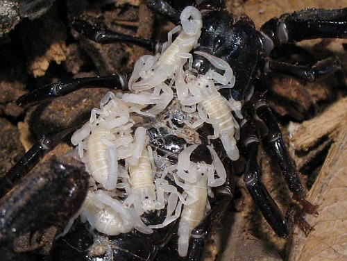 A close up of the scorpion babies.