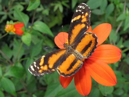 An orange butterfly resting on an orange flower.
