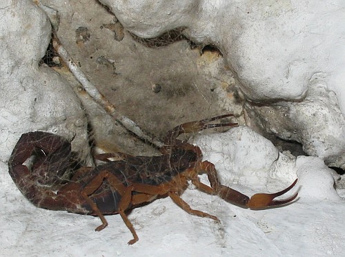 Close-up of the adult female scorpion (species Centruroides flavopictus).