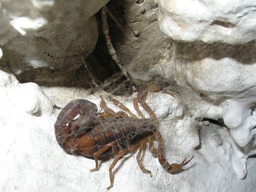 Close-up of the adult female scorpion (species Centruroides flavopictus).