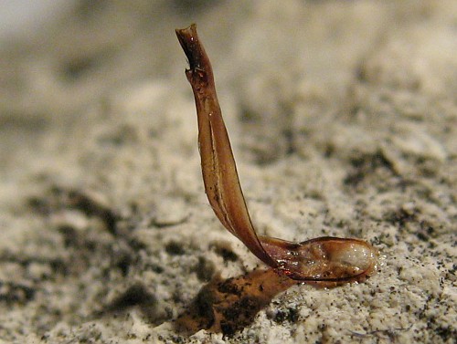 Close-up of the spermatophore.