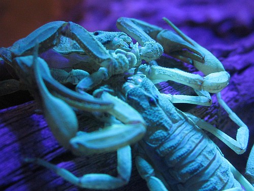Close-up of scorpions mating under UV light (male right).