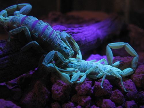 Centruroides species from Puebla mating under UV light (male right).