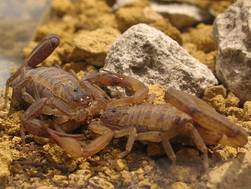 Scorpion mating dance (Centruroides species from Molcaxac, Puebla, male right).