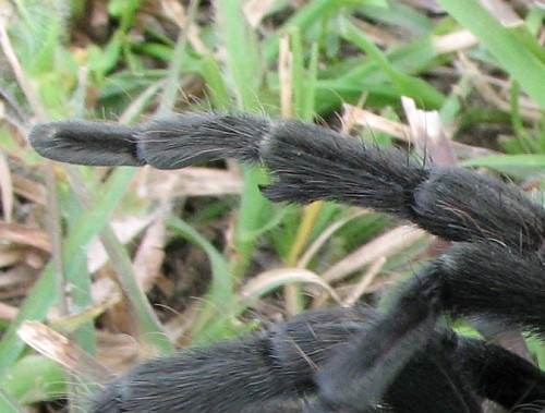Tibial spur of a male Brachypelma vagans.