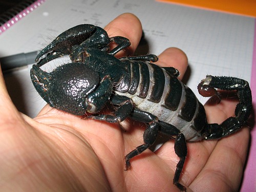 Close-up of the Emperor scorpion on my hand. Notice the powerful pedipalps (claws).