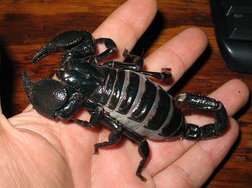 Pandinus imperator, adult female (gravid), on my hand.