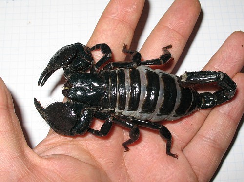 Pandinus imperator resting on my hand.