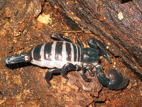 Pandinus imperator, adult gravid female in its terrarium.